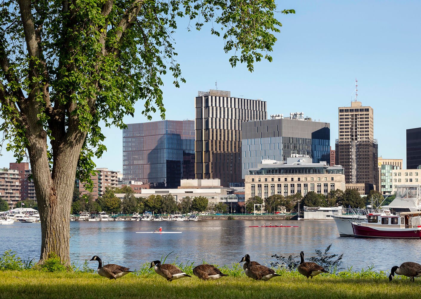 Cambridge skyline with modern buildings, a river, trees, and geese in the foreground.