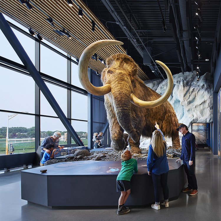 Bell Museum Mammoth