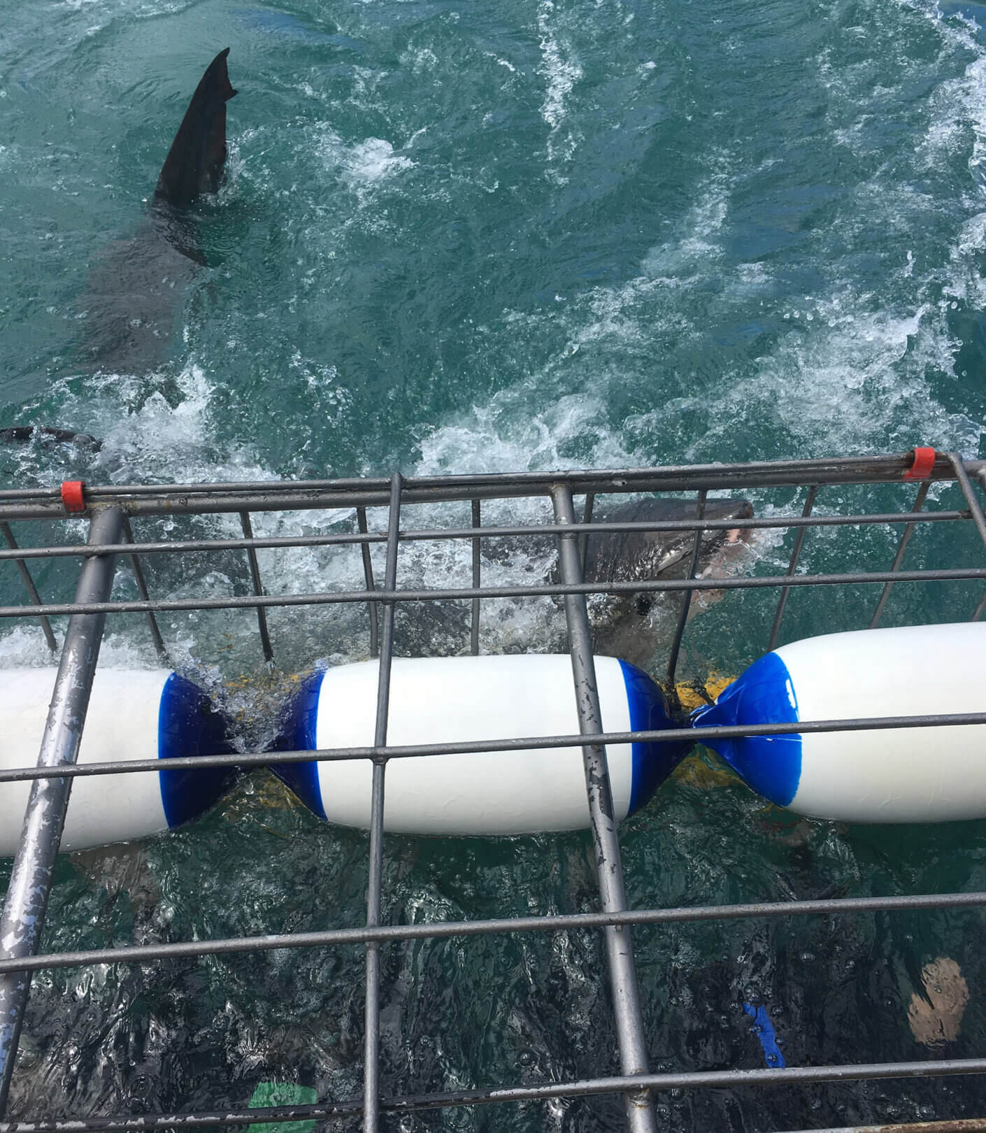 a metal cage in the ocean with a shark fin above the water