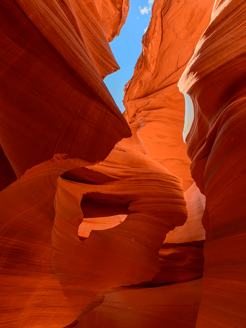 Antelope