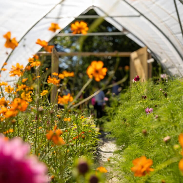 Vibrant orange and pink flowers blooming in a sunny greenhouse.