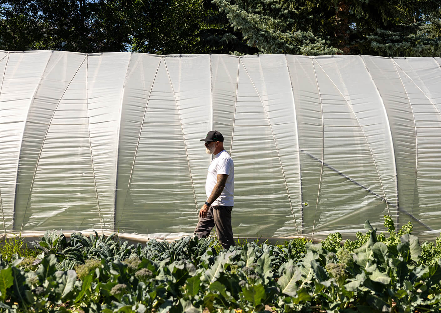 Man walking by a greenhouse and vegetable garden.