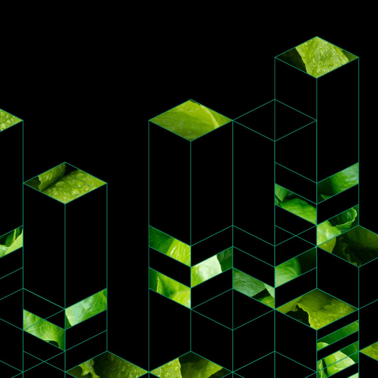 Fresh green lettuce leaves with geometric cube overlay design.