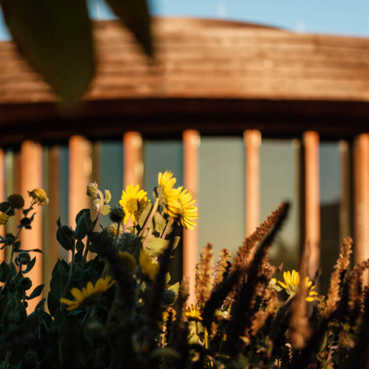 Yellow flowers blooming in sunlight with a wooden structure in the background.