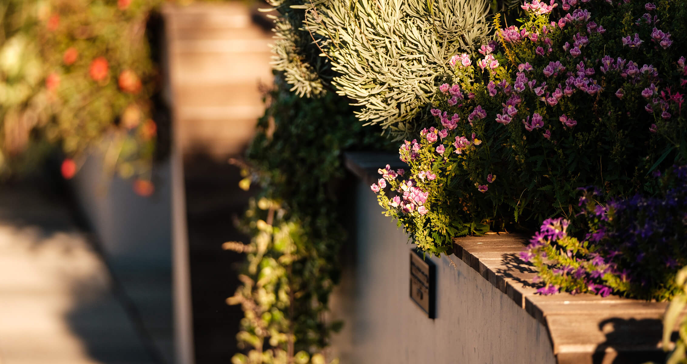 Lush garden bed with vibrant pink and purple flowers in sunlight.