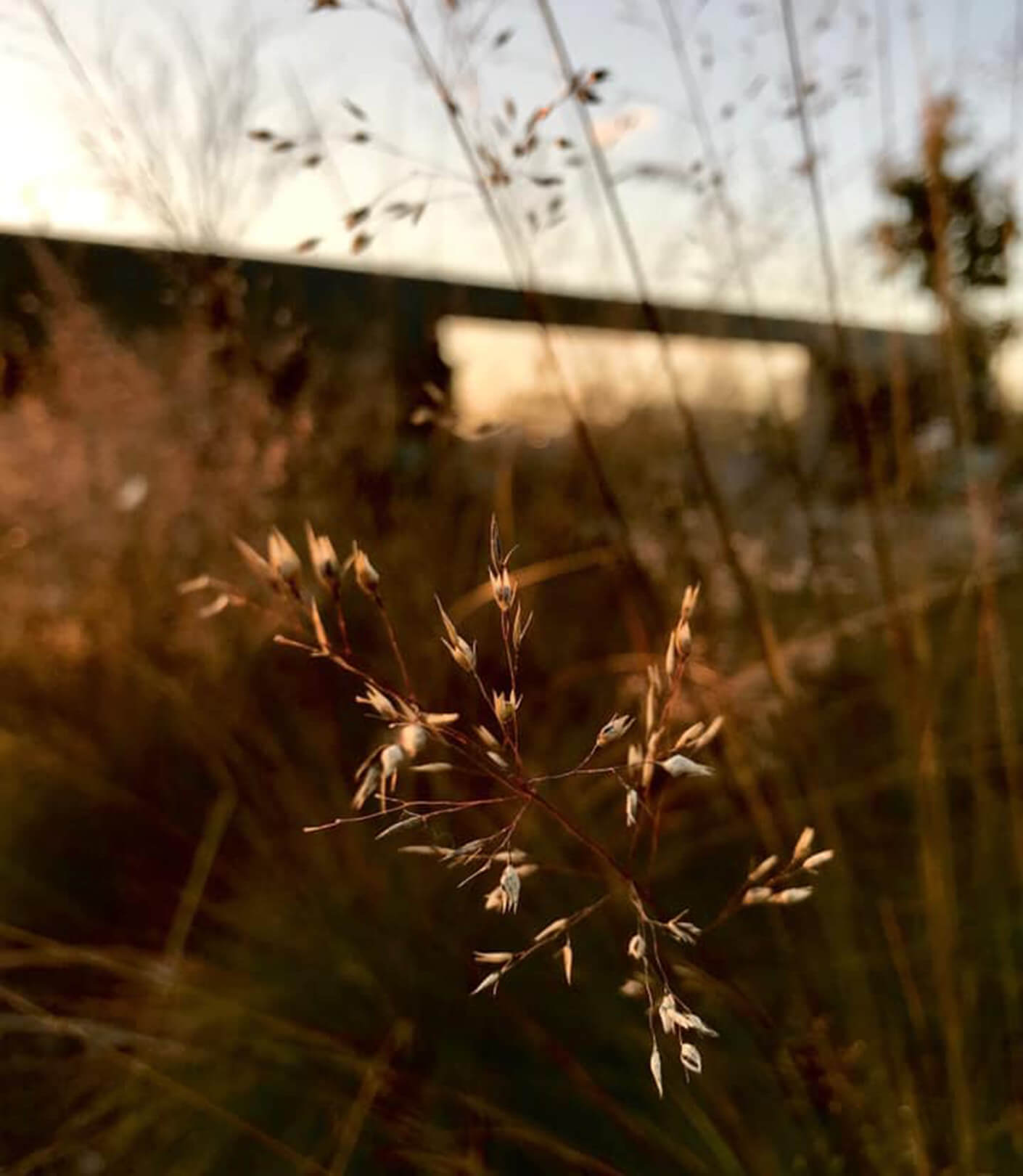 Sunlit grass with seeds against a blurred sunset background.