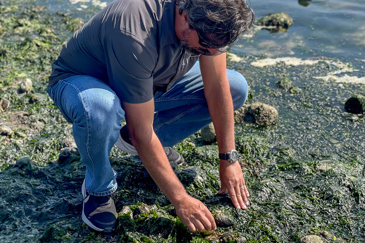 Man crouching on rocky shore, examining marine life amidst seaweed and stones.