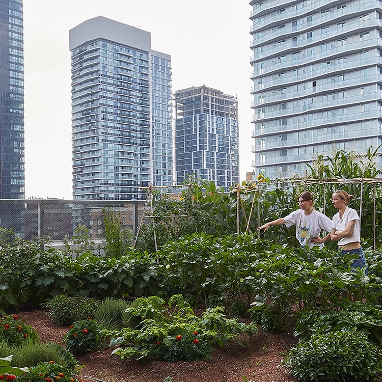 Urban rooftop garden with two people, skyscrapers in background.