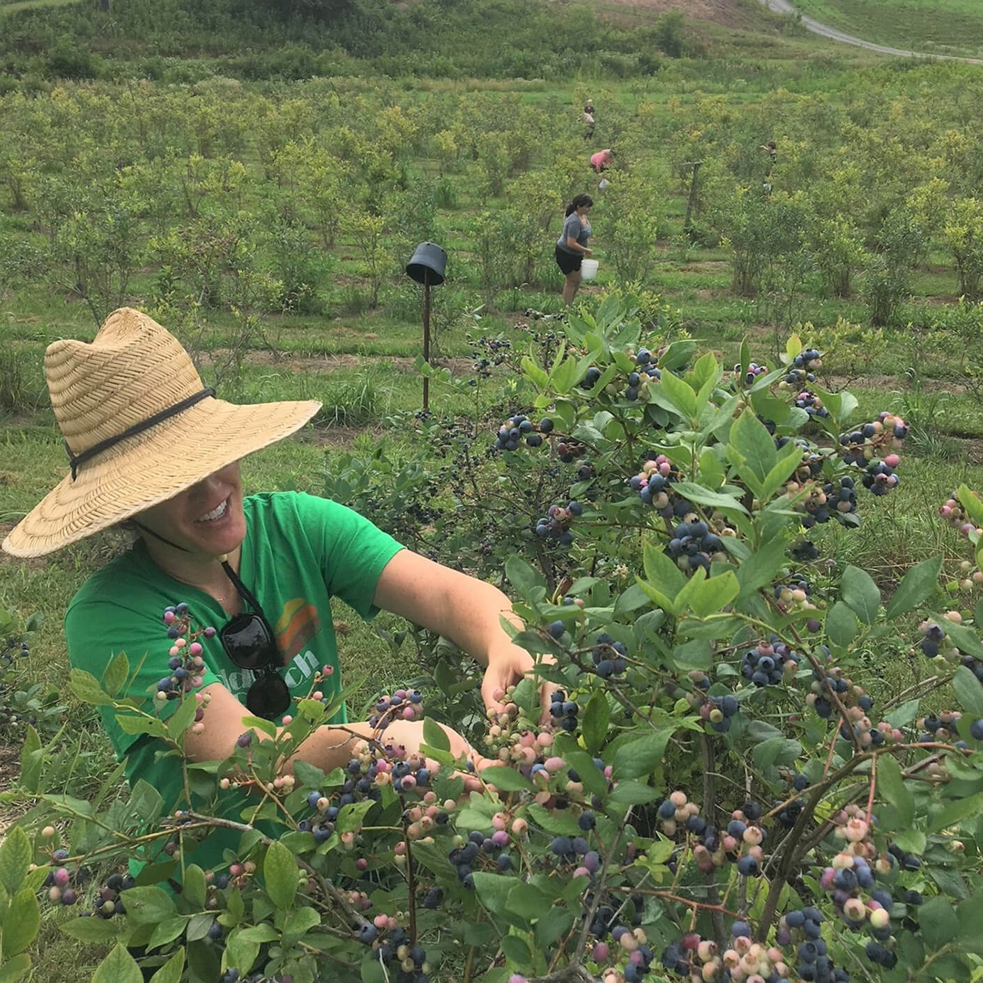 Woman wearing a straw hat picking blueberries in a field, with others seen harvesting in the background. Lush greenery surrounds the area.